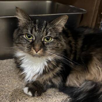 Tabby Sue -  Domestic Long Hair Cat for Adoption in Greenfield, Indiana - Tabby Sue | PetCurious