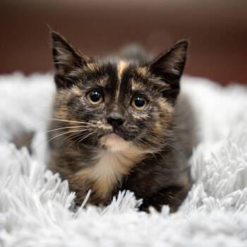 Mocha -  Domestic Short Hair Cat for Adoption in Gainesville, Georgia - Mocha | PetCurious