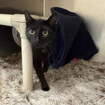 Charlie -  Domestic Short Hair Cat for Adoption in Brockton, Massachusetts - Charlie | PetCurious