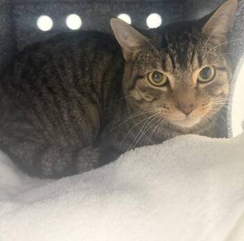 Apple Cider -  Domestic Short Hair Cat for Adoption - Apple Cider | PetCurious