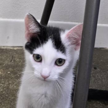 Issy -  Domestic Short Hair Cat for Adoption in Los Angeles, California - Issy | PetCurious