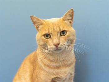LOGAN -  Domestic Short Hair Cat for Adoption in Martinez, California - LOGAN | PetCurious