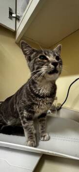 Domestic Short Hair Cats Available for Adoption in Fremont, California - A197939 | PetCurious