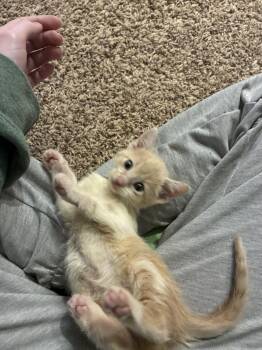 Tabby Cats Available for Adoption in Albuquerque, New Mexico - Maleficent | PetCurious