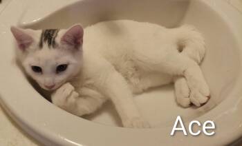 Domestic Short Hair Cats Available for Adoption - Ace | PetCurious