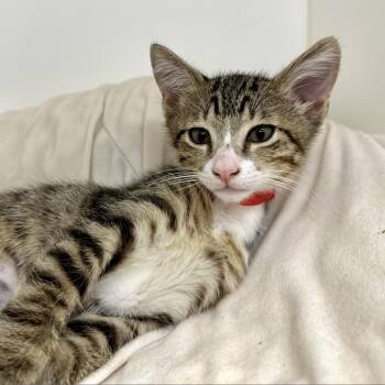 Rescue Domestic Short Hair Cats for Adoption in West Palm Beach, Florida - Toby | PetCurious