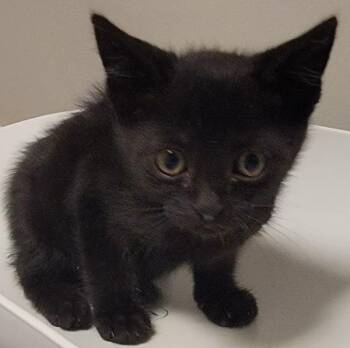 Towhee -  Domestic Short Hair Cat for Adoption in Oakland, California - Towhee | PetCurious