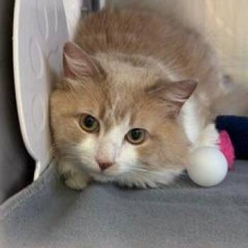 Creamy -  Domestic Long Hair Cat for Adoption in Burlington, Ontario - Creamy | PetCurious