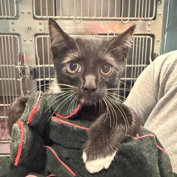 Chili Bean -  Domestic Short Hair Cat for Adoption in Chattanooga, Tennessee - Chili Bean | PetCurious