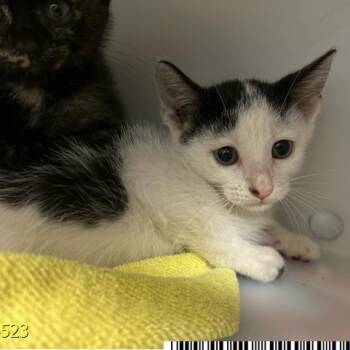 Couduroy -  Domestic Short Hair Cat for Adoption in West Palm Beach, Florida - Couduroy | PetCurious