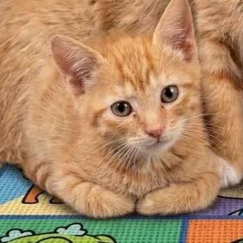 Dill -  Domestic Short Hair Cat for Adoption in Galax, Virginia - Dill | PetCurious