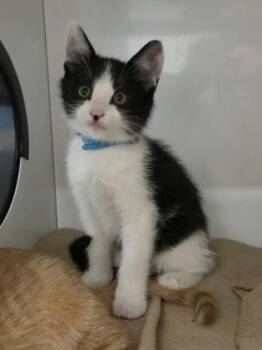 Yukon Gold -  Domestic Short Hair Cat for Adoption in Roseville, California - Yukon Gold | PetCurious