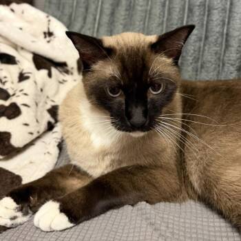 Beetlejuice -  Domestic Short Hair Cat for Adoption in Buffalo, Minnesota - Beetlejuice | PetCurious