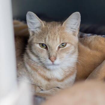Enrique -  Domestic Short Hair Cat for Adoption in Wilmington, Delaware - Enrique | PetCurious