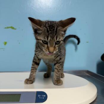 Glenn -  Domestic Short Hair Cat for Adoption in Jefferson City, Tennessee - Glenn | PetCurious