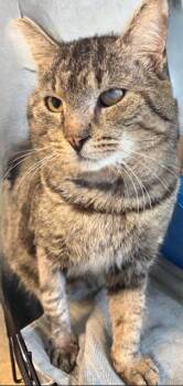 Domestic Short Hair Cats Available for Adoption - Daniel Boone | PetCurious