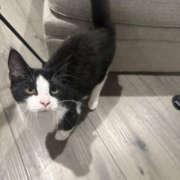 Rescue Domestic Short Hair Cats for Adoption in Bentonville, Arkansas - Diego Donut | PetCurious