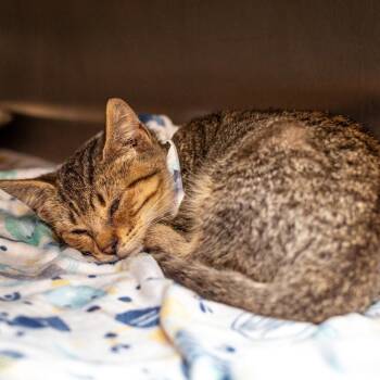 Little Cub -  Domestic Short Hair Cat for Adoption in Hattiesburg, Mississippi - Little Cub | PetCurious