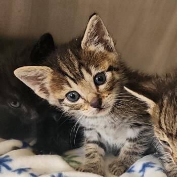 Domestic Short Hair Cats Available for Adoption in Evensville, Tennessee - Chase | PetCurious