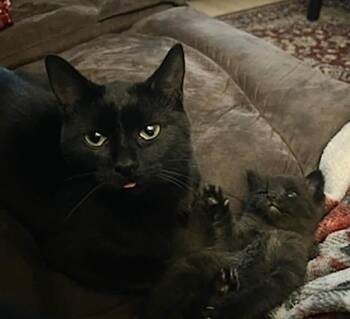 Rescue Domestic Short Hair Cats for Adoption in Woodstock, Ontario - Luna & Tac | PetCurious