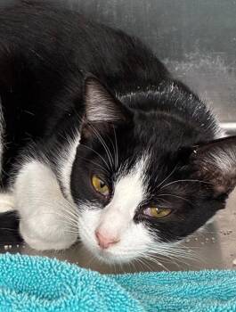 Twister -  Domestic Short Hair Cat Available for Adoption in Hartsville, South Carolina - Twister | PetCurious