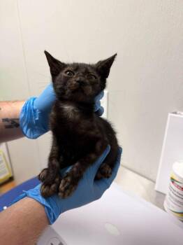 Dreena -  Domestic Short Hair Cat for Adoption in Bolivar, Missouri - Dreena | PetCurious