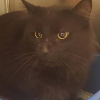 Billy Bob -  Domestic Short Hair Cat for Adoption - Billy Bob | PetCurious