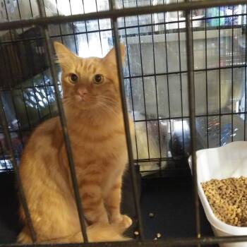 Yoki -  Domestic Medium Hair Cat for Adoption in PORT WENTWRTH, Georgia - Yoki | PetCurious