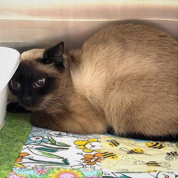 Siamese Cats Available for Adoption in Hannibal, Missouri - Wren | PetCurious