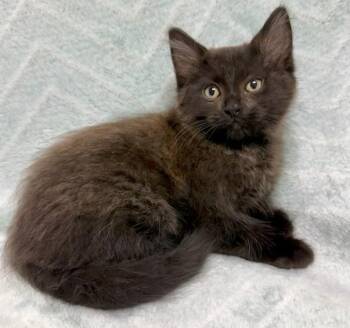 Allister -  Domestic Short Hair Cat for Adoption in Gary, Indiana - Allister | PetCurious