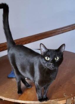 Midnight -  American Shorthair Cat for Adoption in Carrollton, Virginia - Midnight | PetCurious