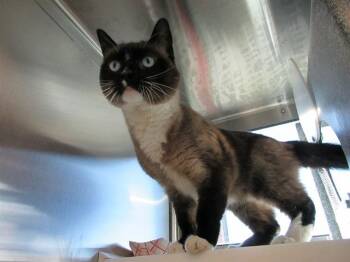 NATSYA -  Snowshoe Cat for Adoption in Colorado Springs, Colorado - NATSYA | PetCurious