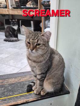 Screamer -  Domestic Short Hair Cat for Adoption in Rome, Georgia - Screamer | PetCurious