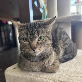 Piccolo C68887 -  Domestic Short Hair Cat for Adoption in Minnetonka, Minnesota - Piccolo C68887 | PetCurious