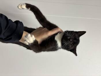 Rescue Domestic Short Hair Cats for Adoption in Zimmerman, Minnesota - Berry | PetCurious