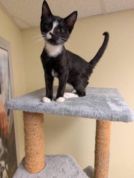 Zorro -  Domestic Short Hair Cat for Adoption in Millcreek, Utah - Zorro | PetCurious