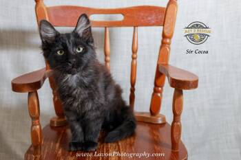 Maine Coon and Domestic Long Hair Cats Available for Adoption in Riverside, California - Sir Cocoa | PetCurious