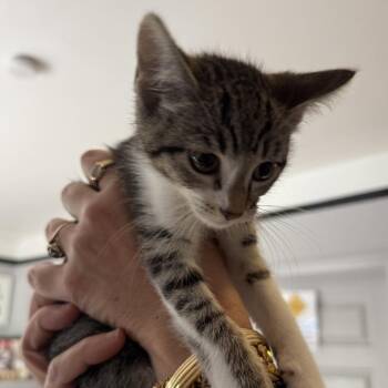 Mel -  Domestic Short Hair Cat for Adoption in Los Angeles, California - Mel | PetCurious