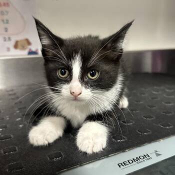 Domestic Short Hair Cats Available for Adoption in League City, Texas - Justin | PetCurious