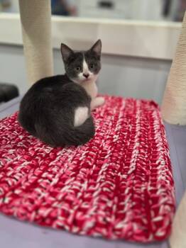 Rescue Domestic Short Hair Cats for Adoption in Lunenburg, Vermont - Billy | PetCurious