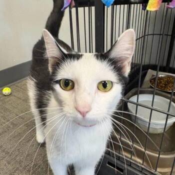 Suri -  Domestic Short Hair Cat for Adoption in Buffalo, New York - Suri | PetCurious