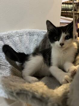 Rescue Domestic Short Hair Cats for Adoption in Loveland, Ohio - Oreo | PetCurious