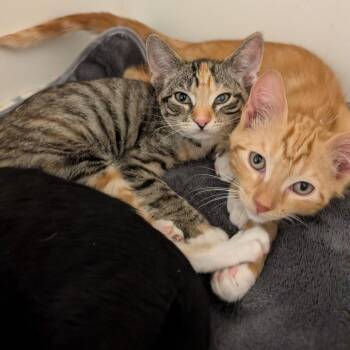 Domestic Short Hair Cats Available for Adoption in Chino Hills, California - Cumin (C000-126)- City Of Industry Location | PetCurious