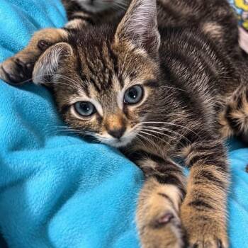 Cousin Barny -  Domestic Short Hair Cat for Adoption in Fredericksburg, Virginia - Cousin Barny | PetCurious