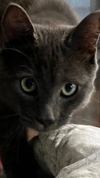Douglas -  Domestic Short Hair Cat for Adoption in Venice, Florida - Douglas | PetCurious