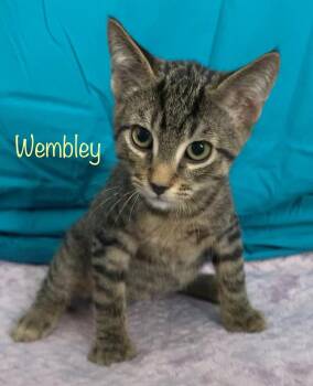 Wembley -  Tabby Cat for Adoption in Dixon, California - Wembley | PetCurious