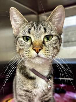 Domestic Short Hair Cats Available for Adoption - Captain Nug | PetCurious