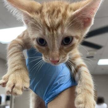 Rhubarb -  Domestic Short Hair Cat for Adoption in Birmingham, Alabama - Rhubarb | PetCurious