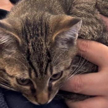 Mort -  Domestic Short Hair Cat for Adoption in Harrisonburg, Virginia - Mort | PetCurious