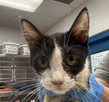 Amos -  Domestic Short Hair Cat for Adoption in Golden, Colorado - Amos | PetCurious